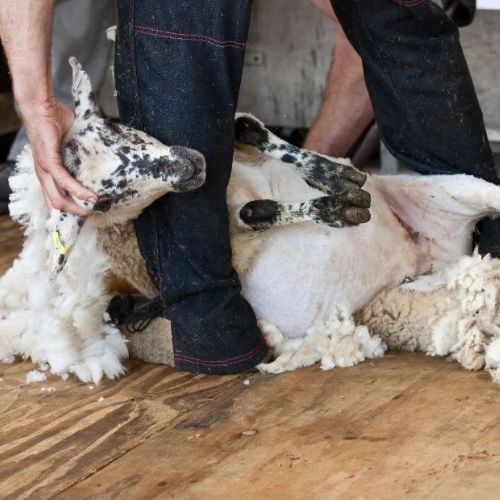 Sheep being sheared