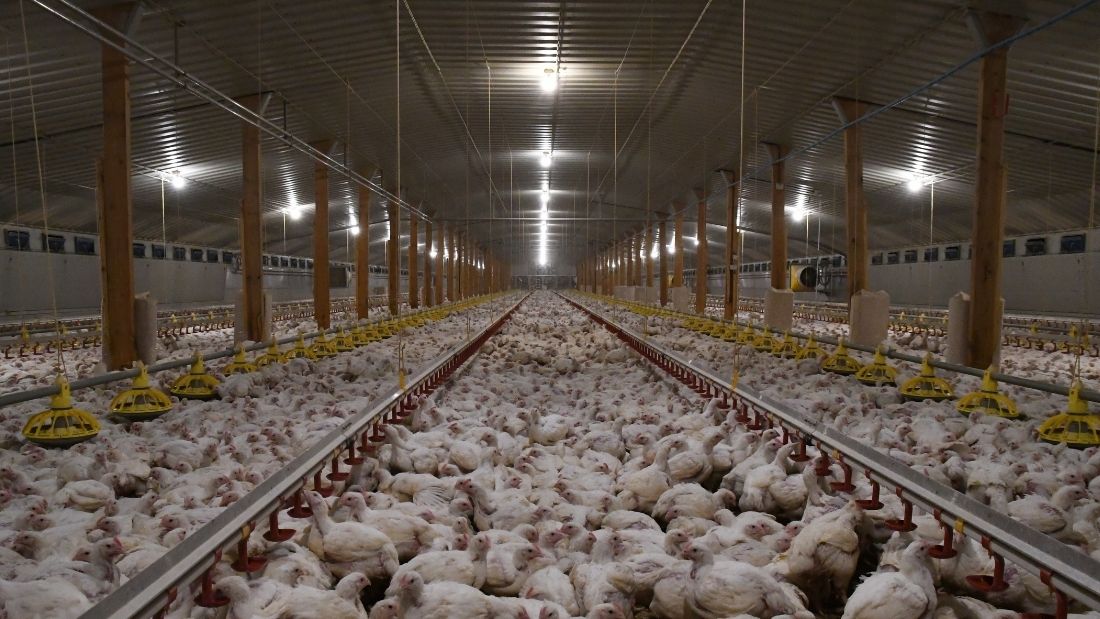 bird flu End Factory Farming