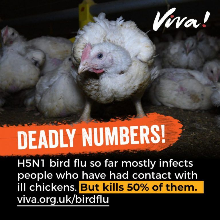 Bird Flu - Birthplace Of The Next Pandemic? | Viva! The Vegan Charity