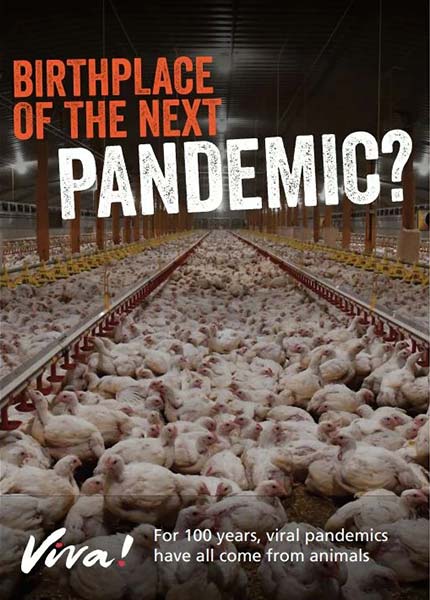 Bird Flu: Birthplace Of The Next Pandemic? Leaflet