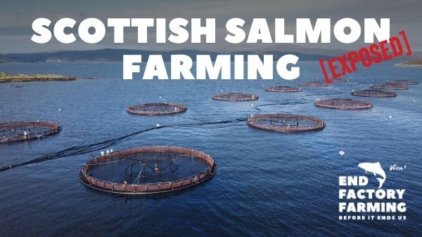 Scottish salmon farming exposed