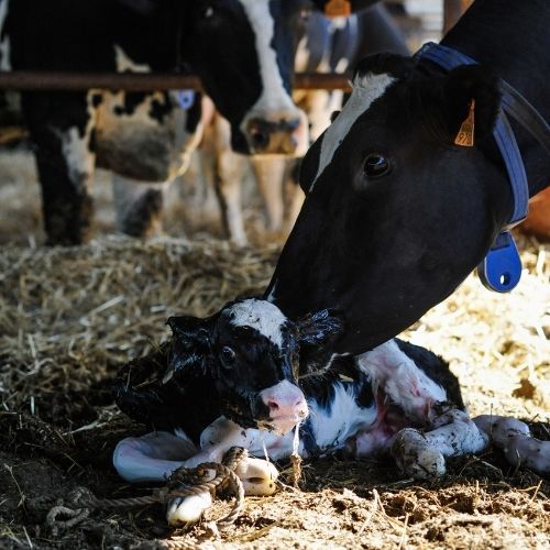 dairy cow and her newborn