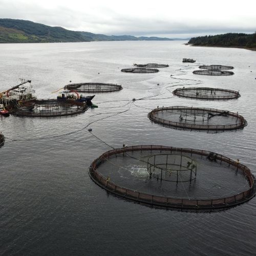 fish farms