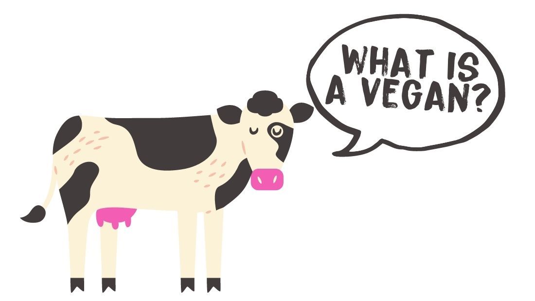 what is a vegan_ cute cow