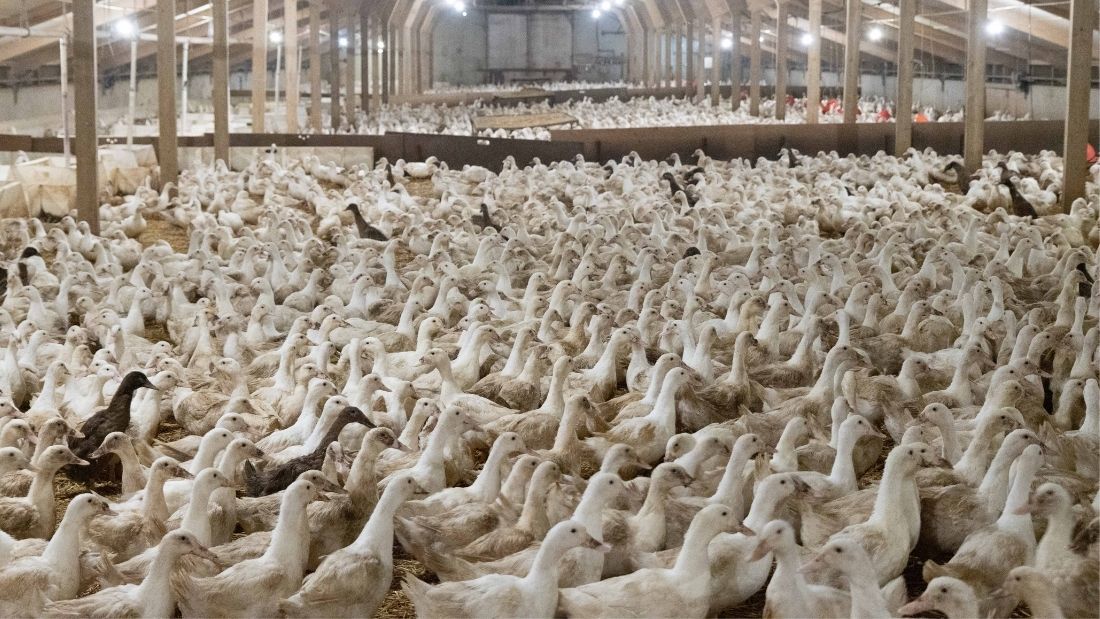 Field Farm Barn with thousands of ducks