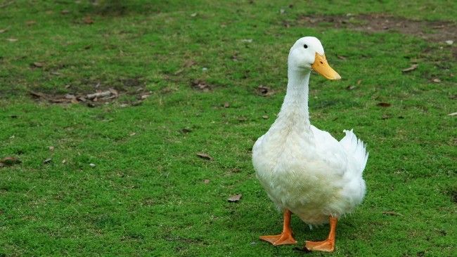 lone duck on grass