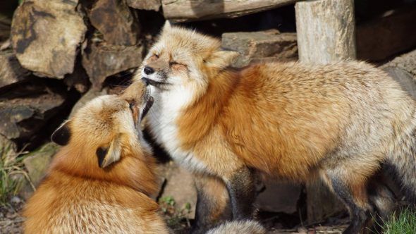 Why has the government ignored animals in the Queen's speech? - Animals | Viva! The Vegan Charity Why has the government ignored animals in the Queen's speech? - Animals | Viva! The Vegan Charity