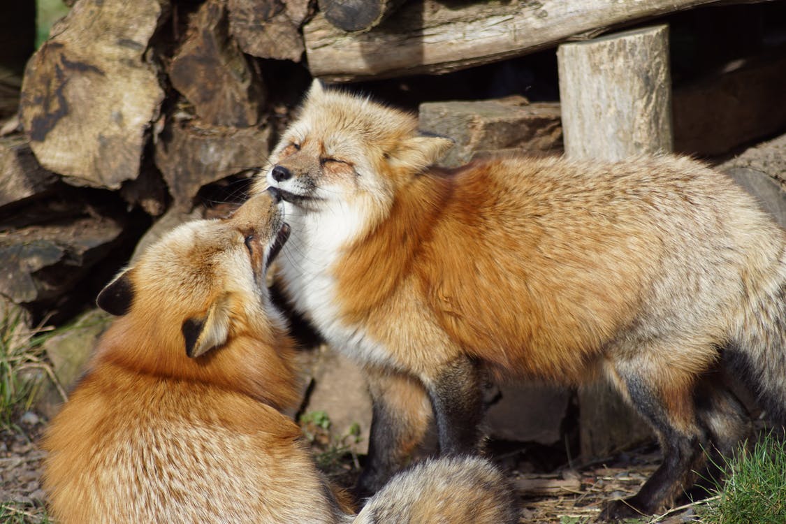 two foxes socialising