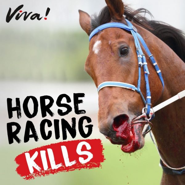 Horse Racing Kills