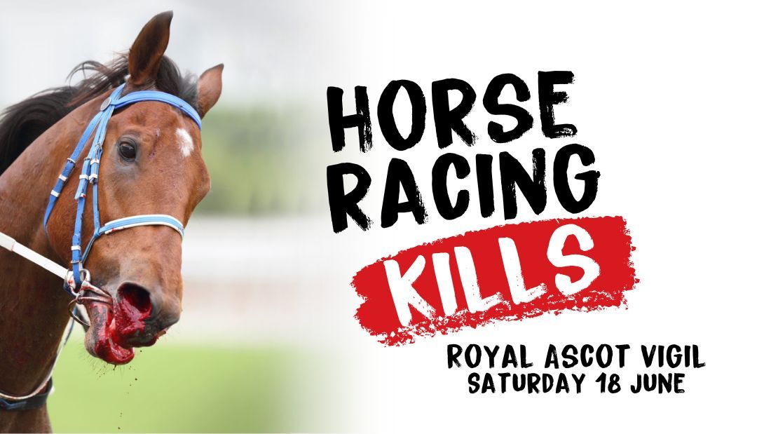 horse racing kills royal ascot vigil