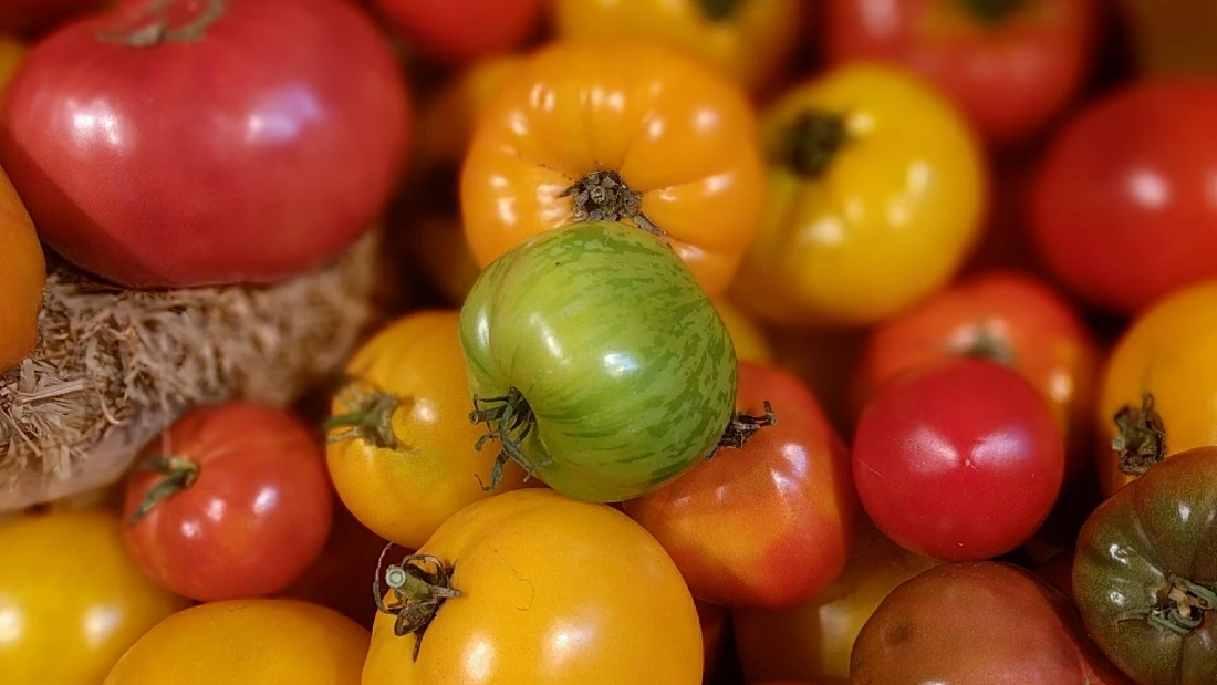 Different colured tomatoes