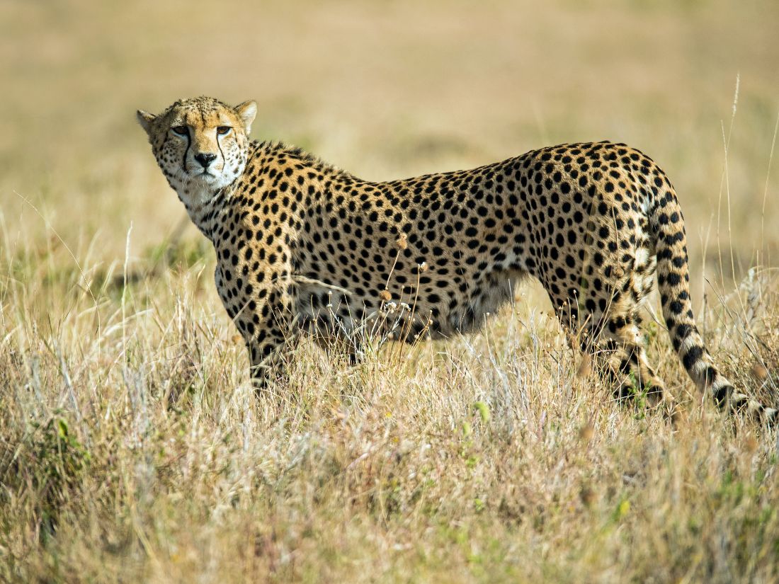African Cheetah - Biodiversity and why it matters