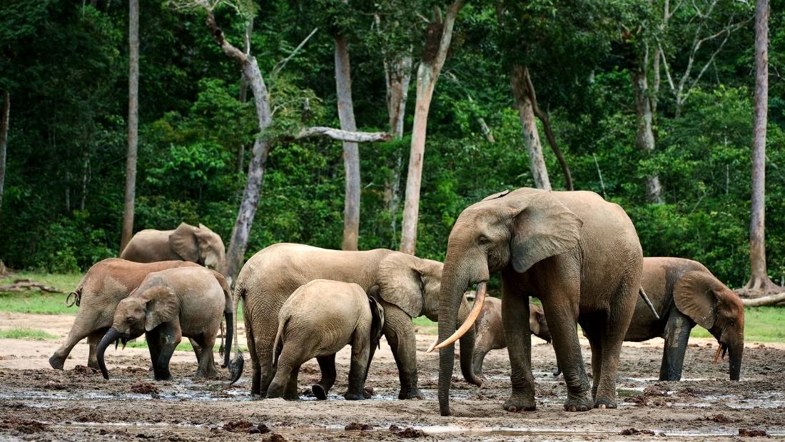 African forest elephants