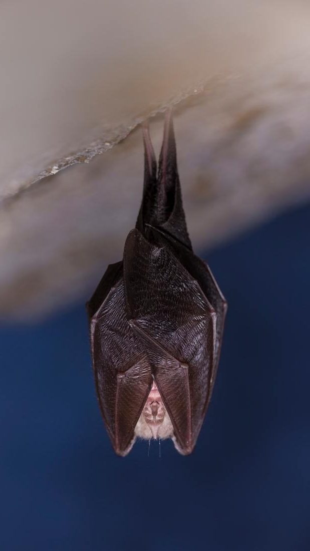 Bat - Biodiversity and why it matters