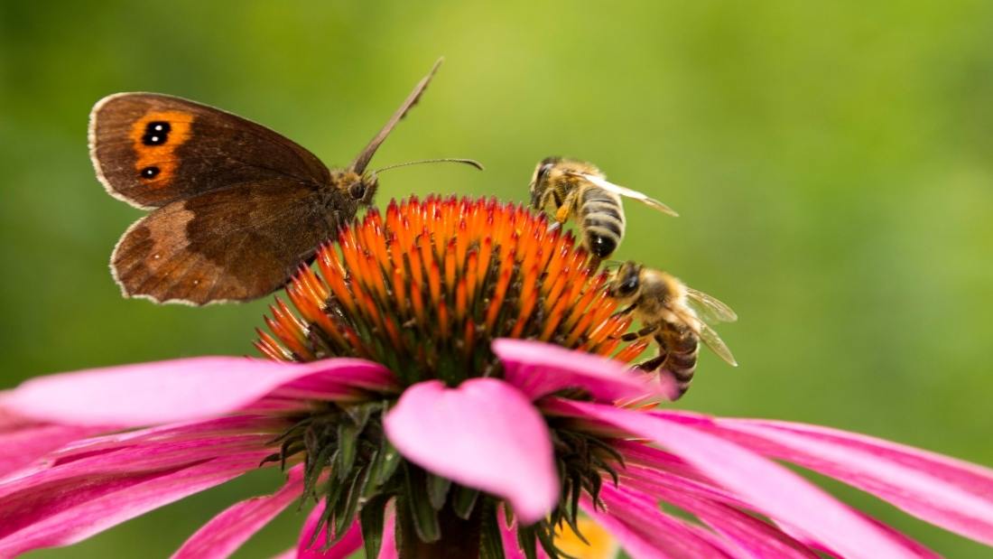 Butterfly and bees. Biodiversity and why it matters.