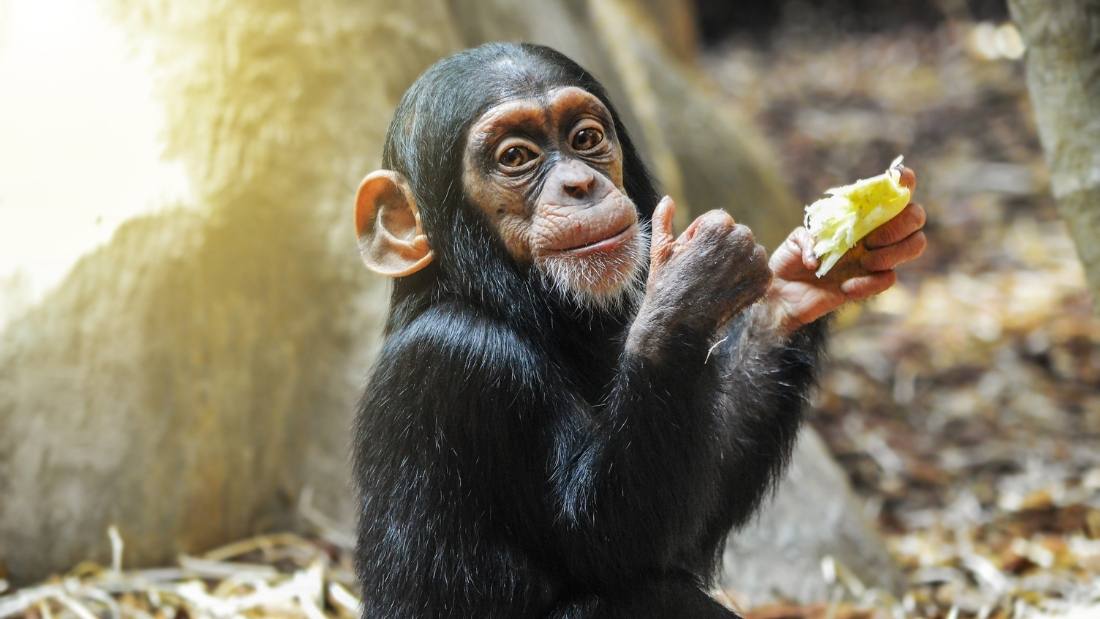 More than half of all apes, monkeys and other primates at risk of