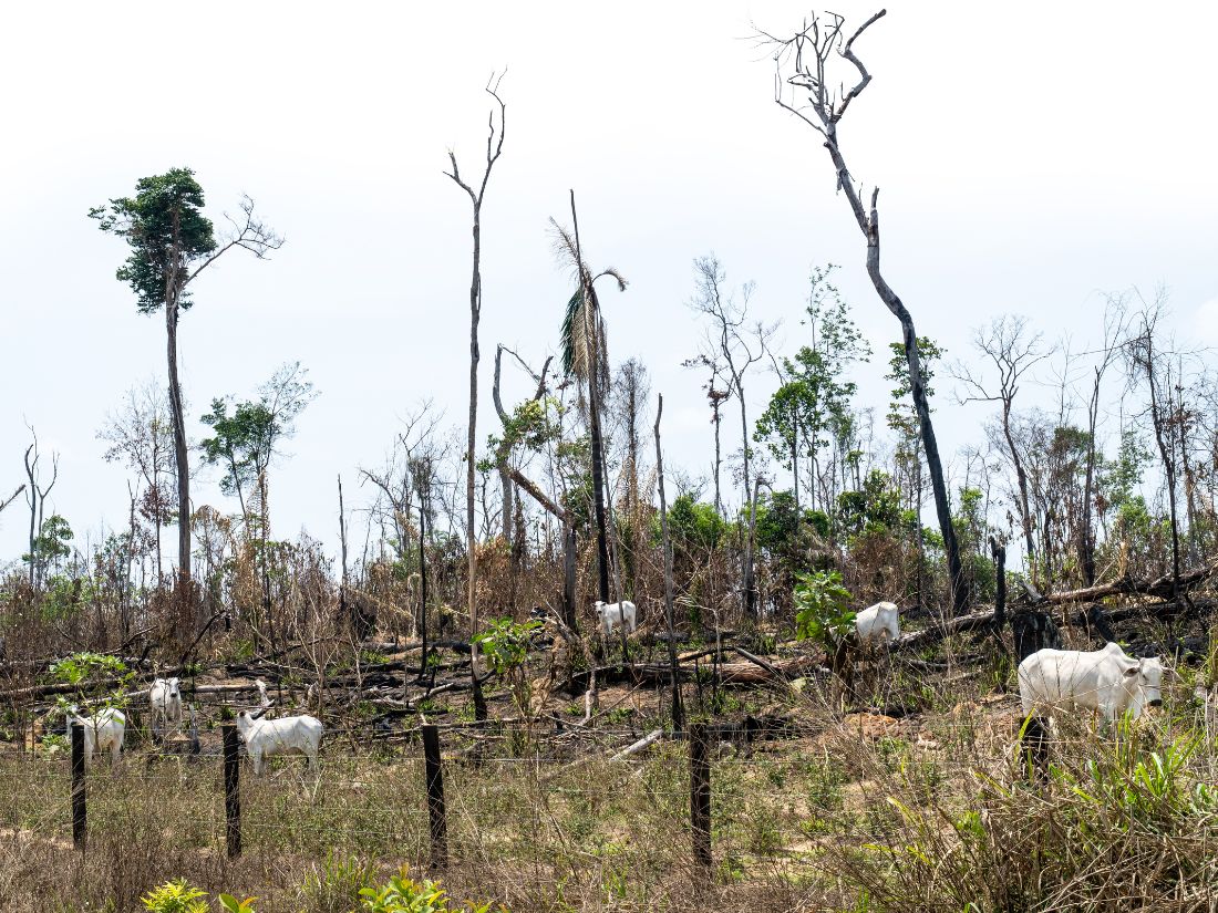 Deforestation is being driven by the hunger for meat