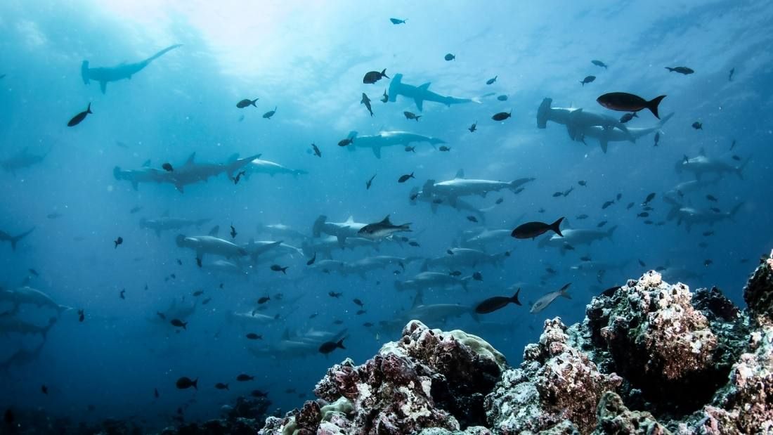Hammerhead sharks swimming in tropical underwaters