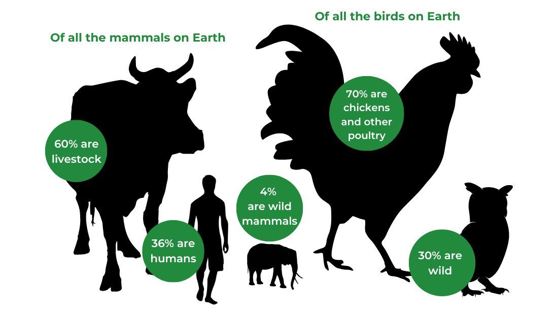 Mammals and birds percentages