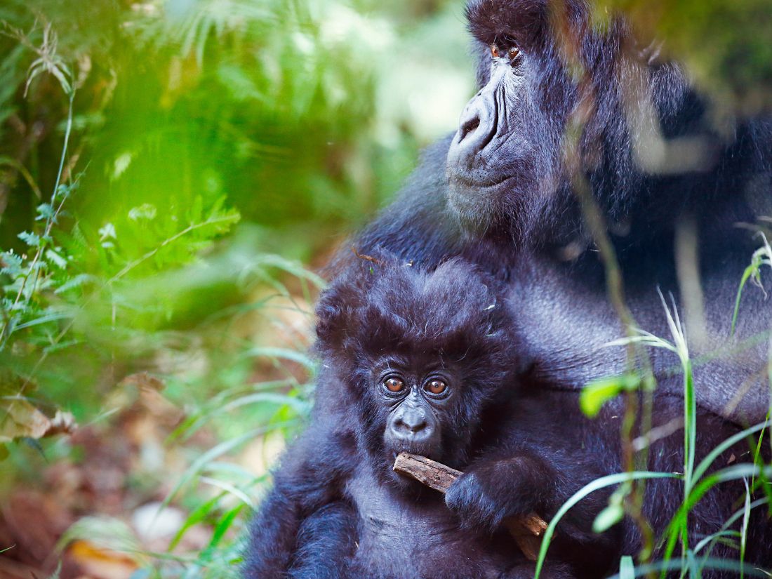 Mountain gorillas - biodiversity