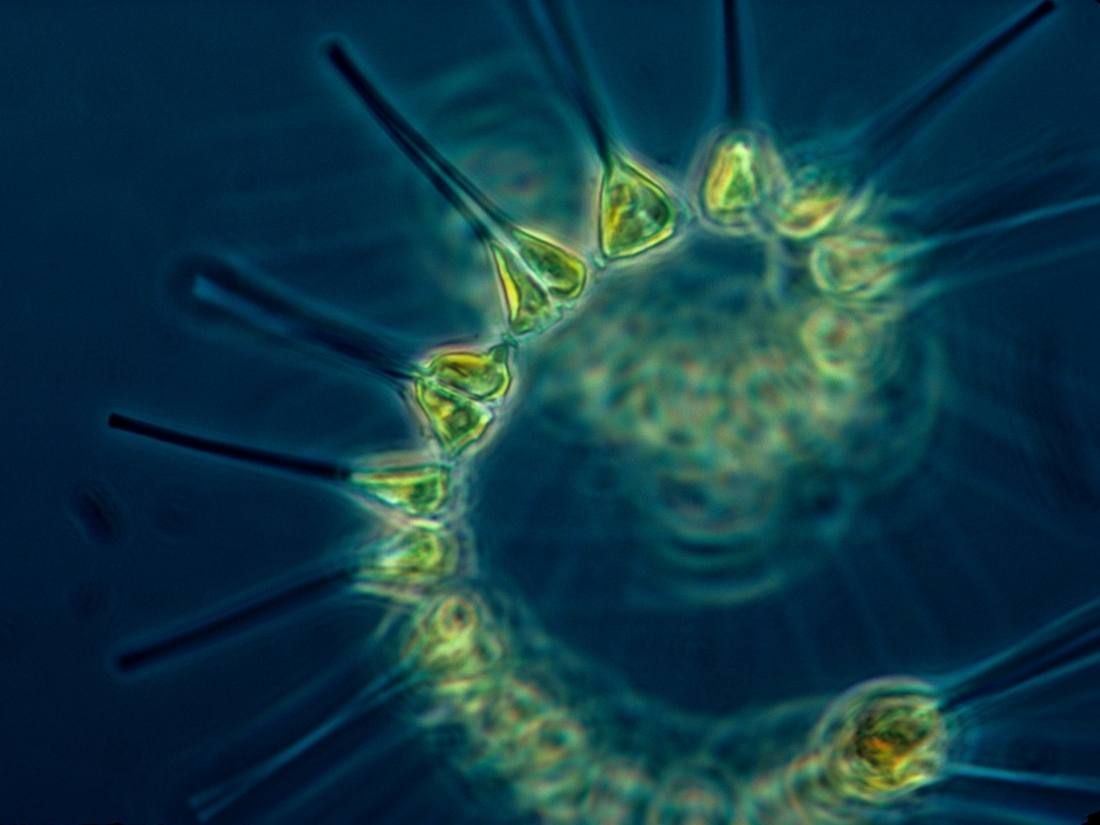 Phytoplankton - biodiversity and why it matters