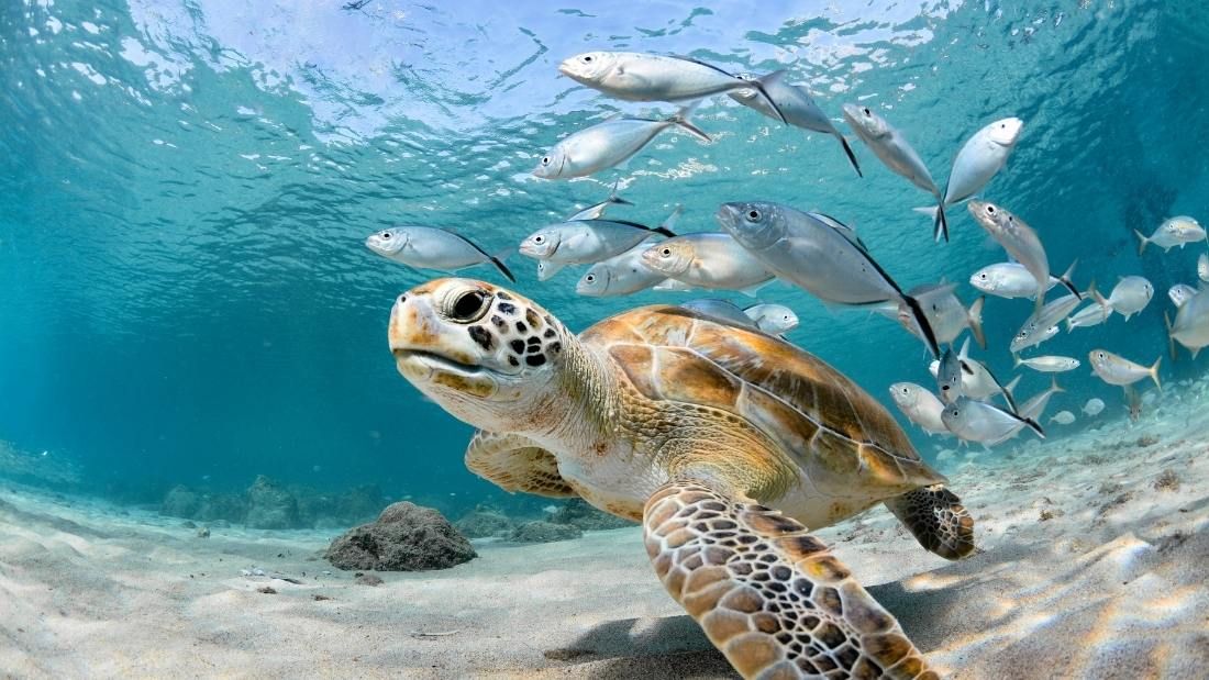 Turtle and Fish Swimming - Biodiversity and why it matters