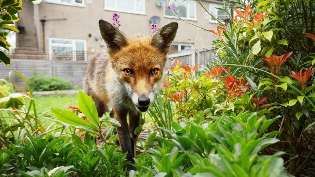 Urban Fox - Biodiversity and why it matters