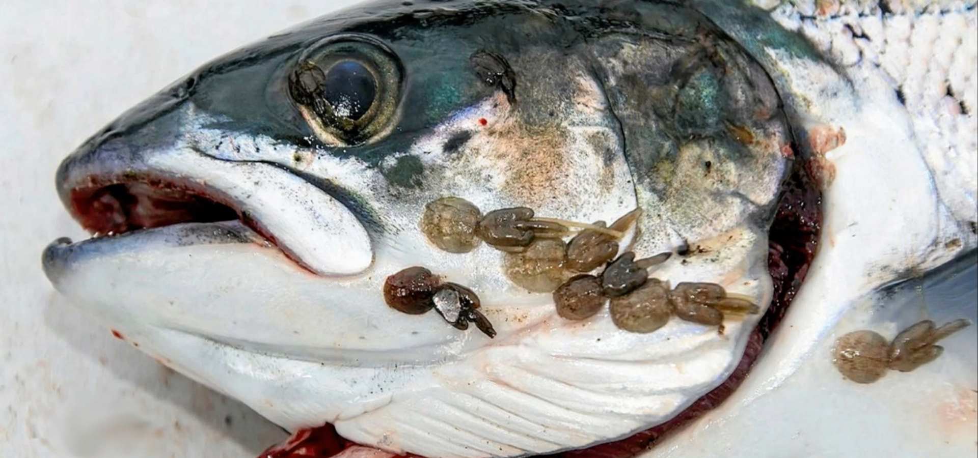 sea lice on fish