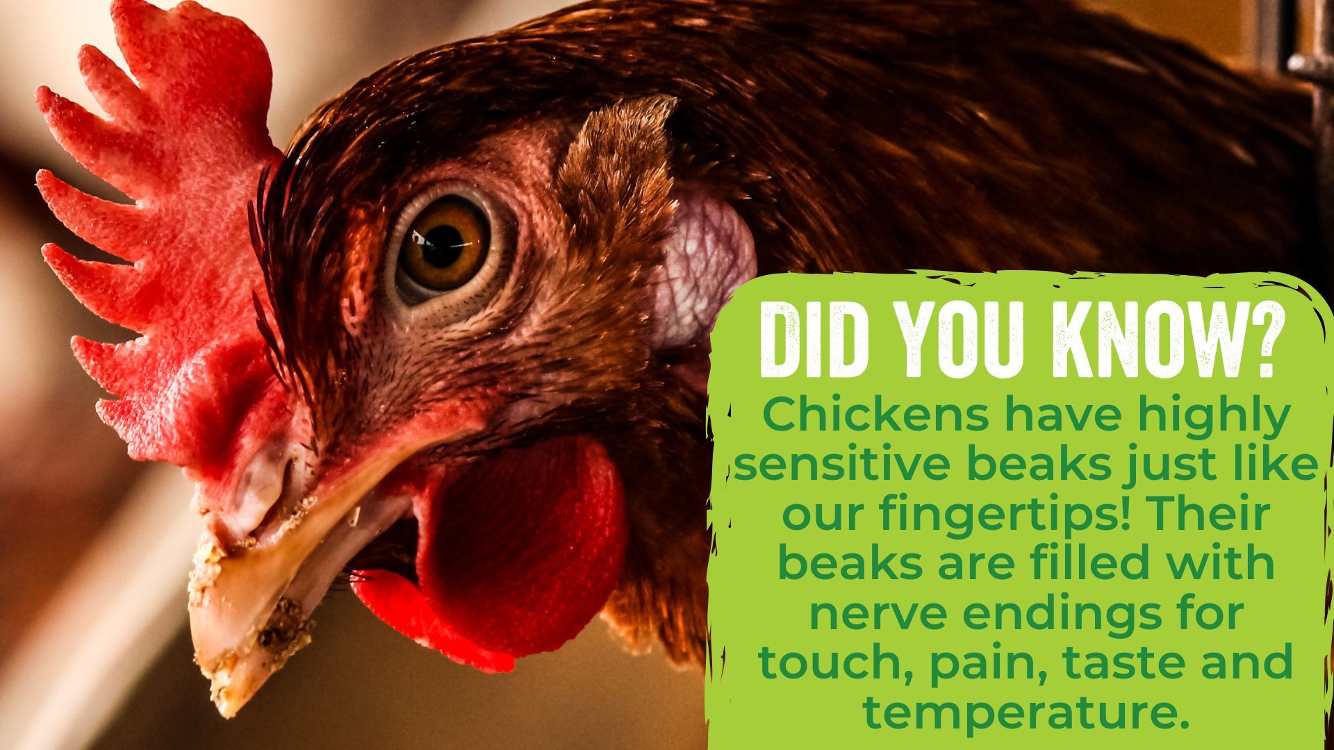 Chickens have highly sensitive beaks just like our fingertips! Their beaks are filled with nerve endings for touch, pain, taste and temperature.