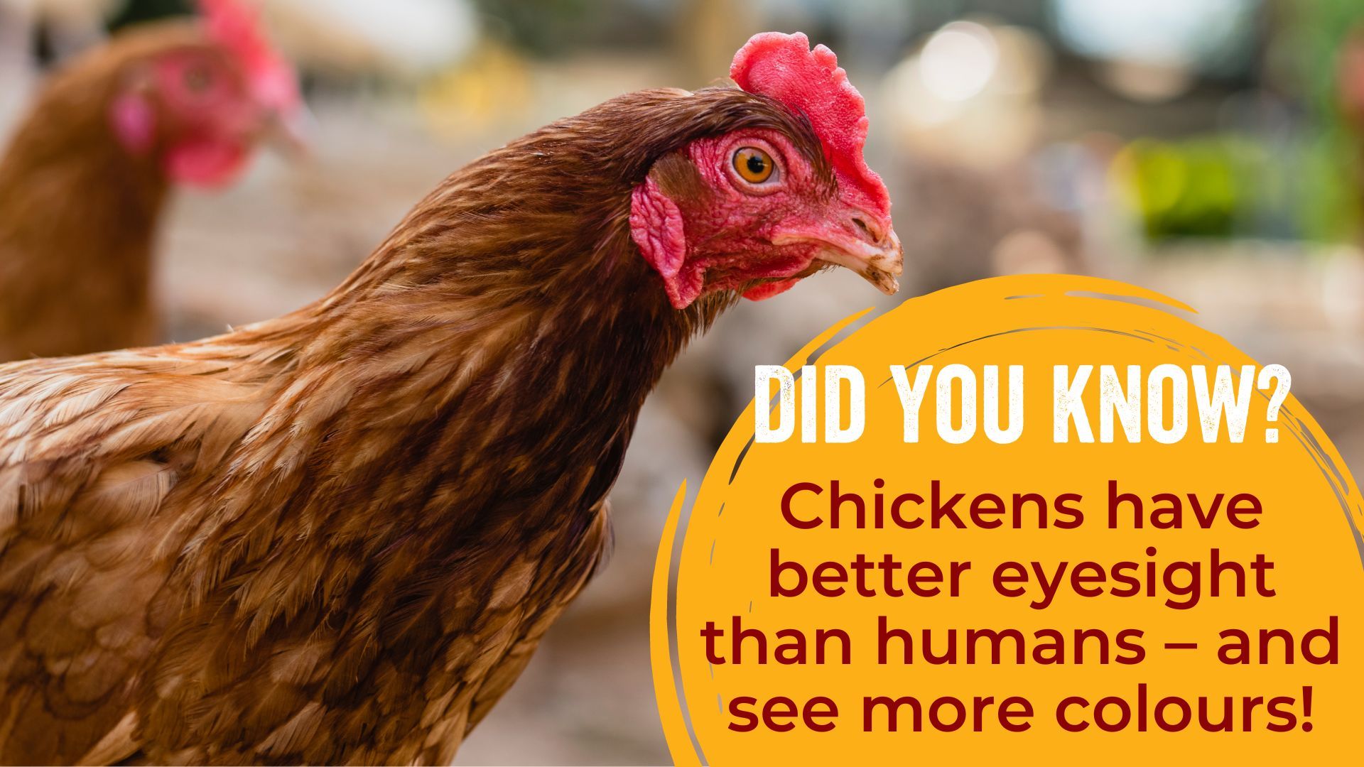 Chickens have better eyesight than humans – and see more colours!