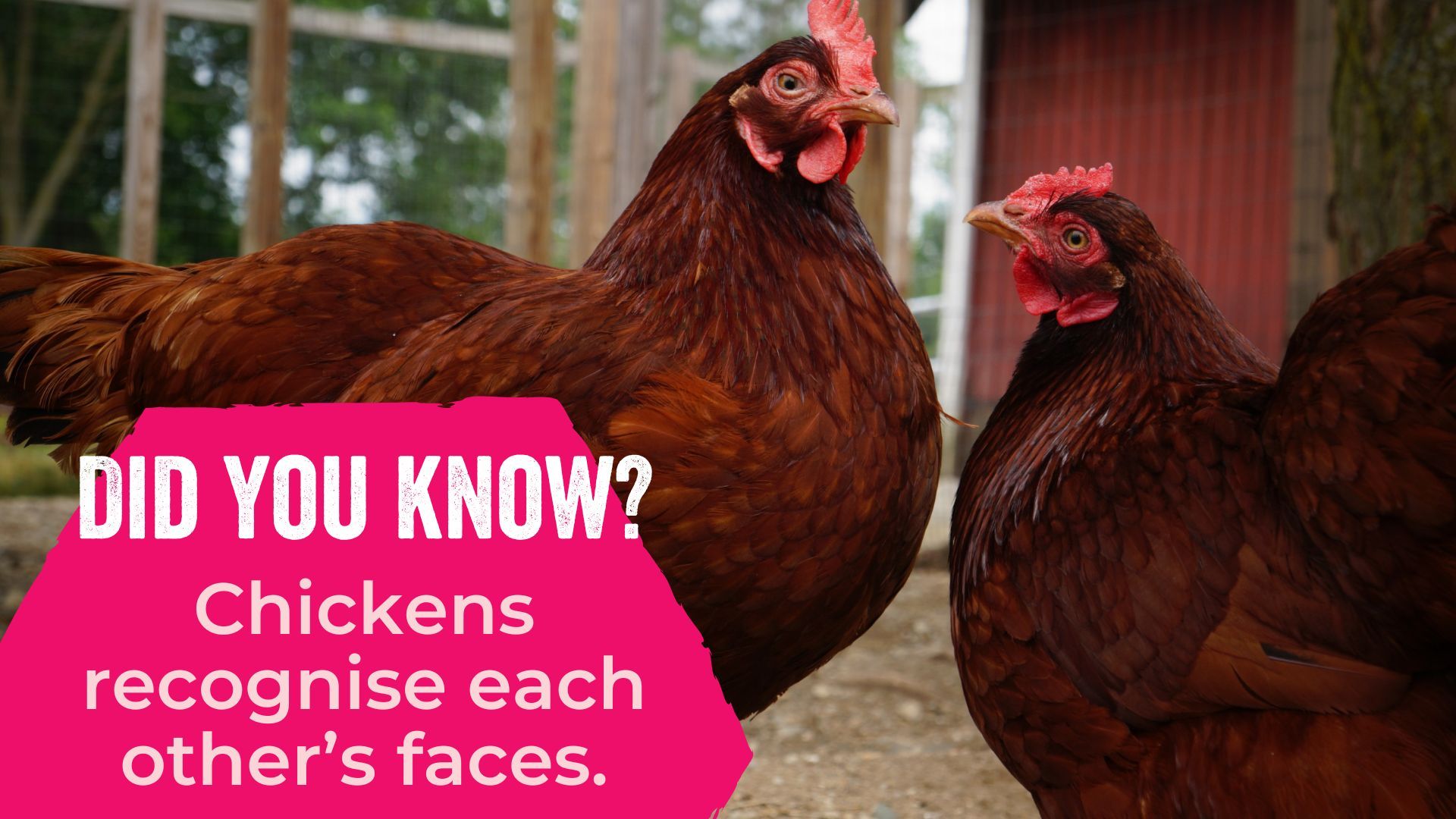Chickens recognise each other’s faces.