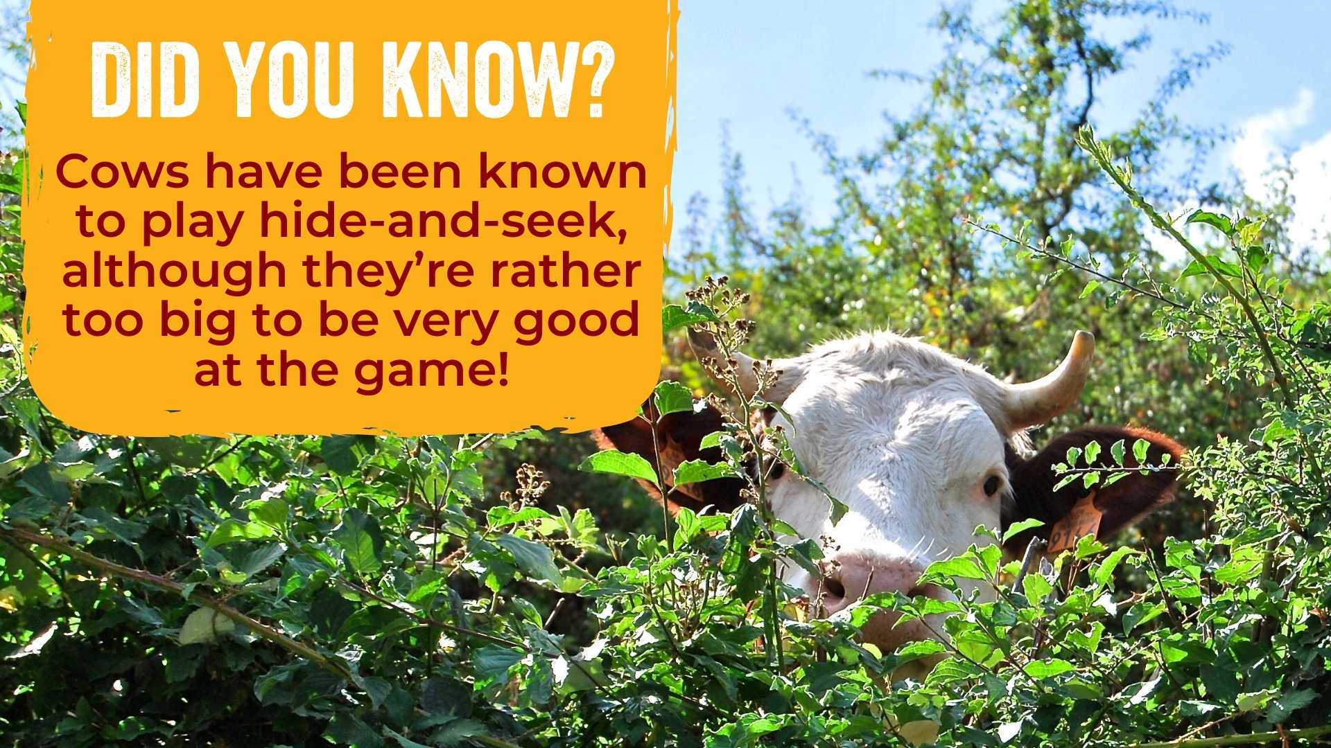 Cows have been known to play hide-and-seek, although they’re rather too big to be very good at the game!