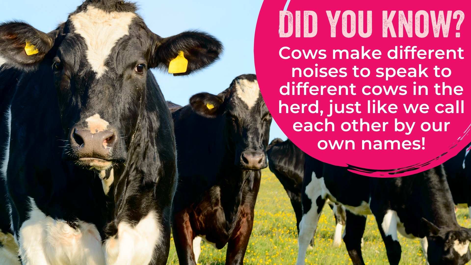Cows make different noises to speak to different cows in the herd, just like we call each other by our own names!