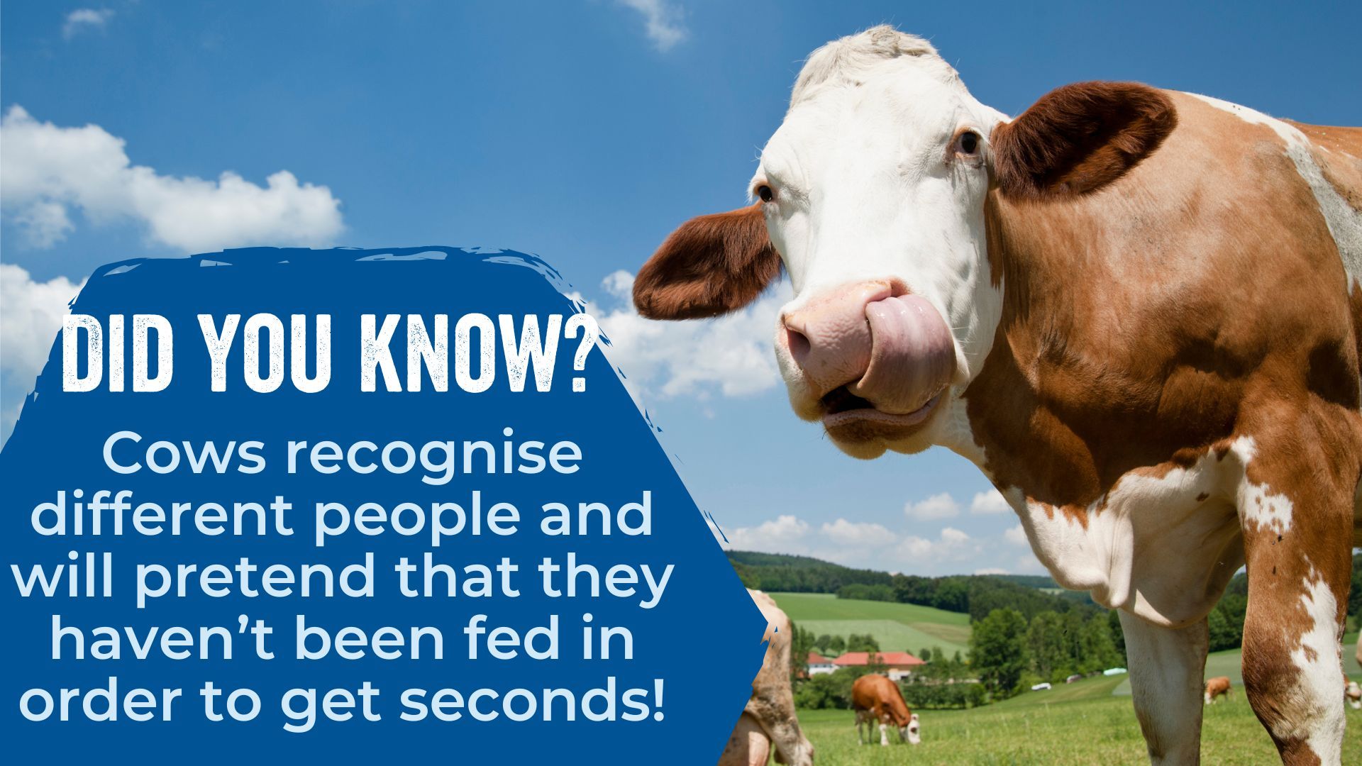 Cows recognise different people and will pretend that they haven’t been fed in order to get seconds!