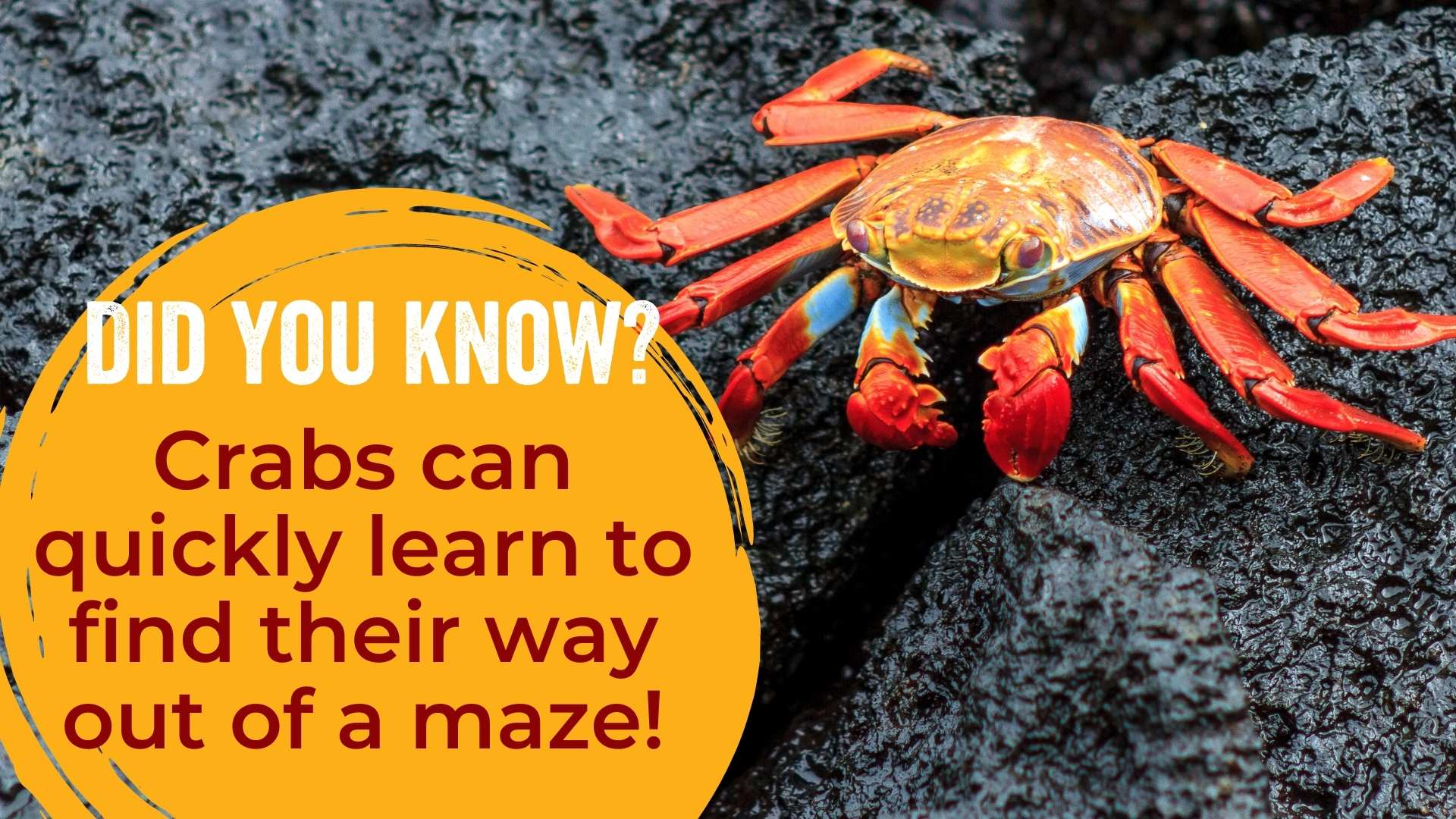 Crabs can quickly learn to find their way out of a maze!