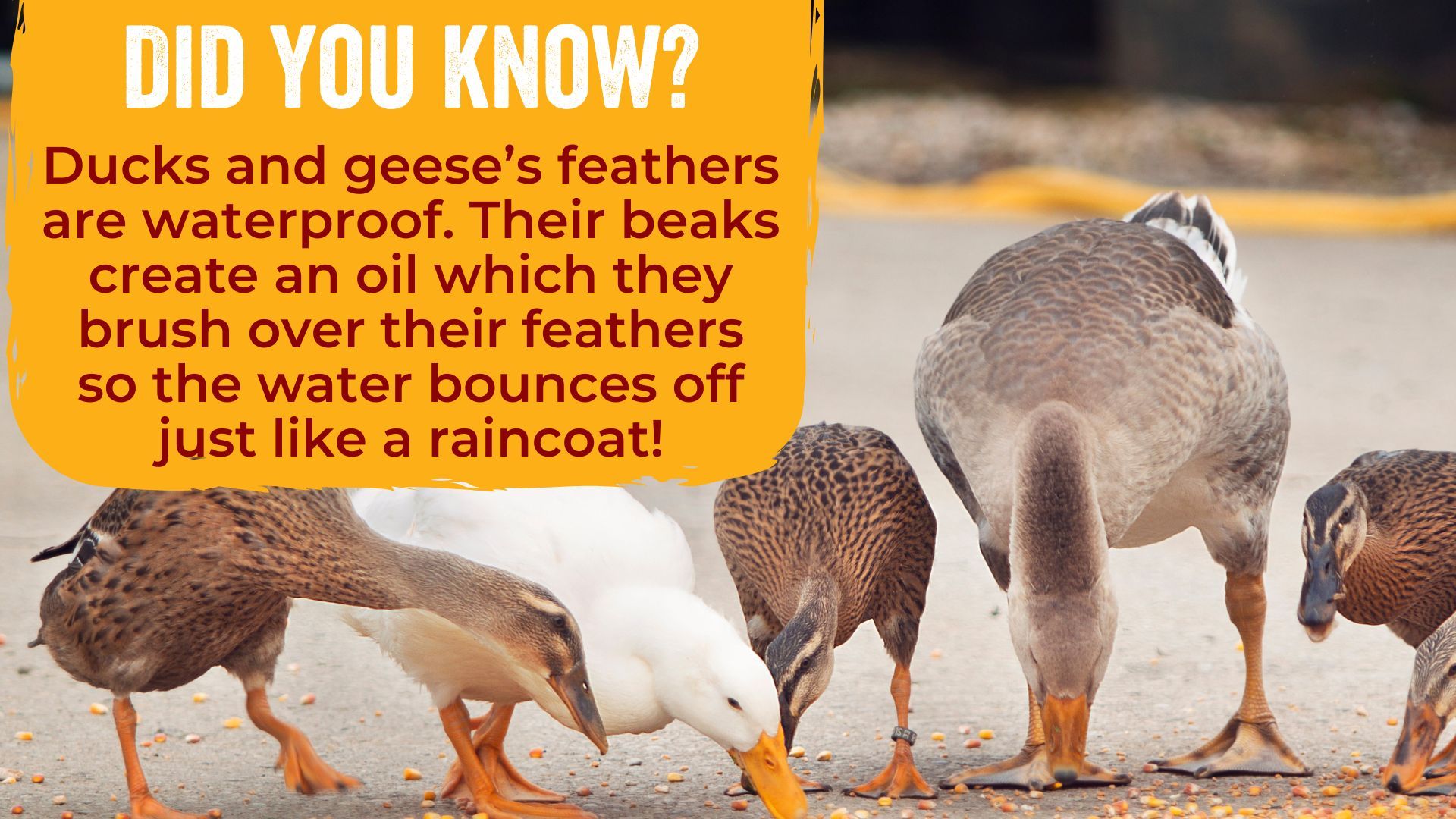Ducks and geese’s feathers are waterproof. Their beaks create an oil which they brush over their feathers so the water bounces off just like a raincoat!