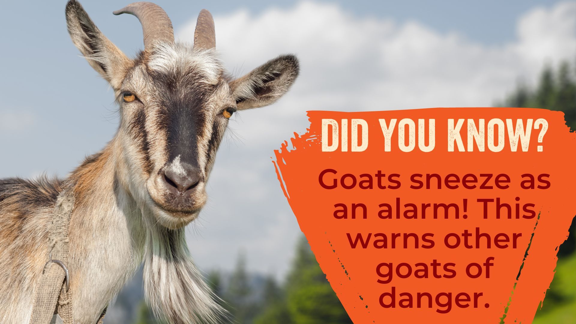 Goats sneeze as an alarm! This warns other goats of danger.