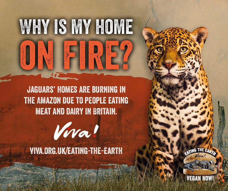 Jaguar animal ambassador, text: "Why is my home on fire?"