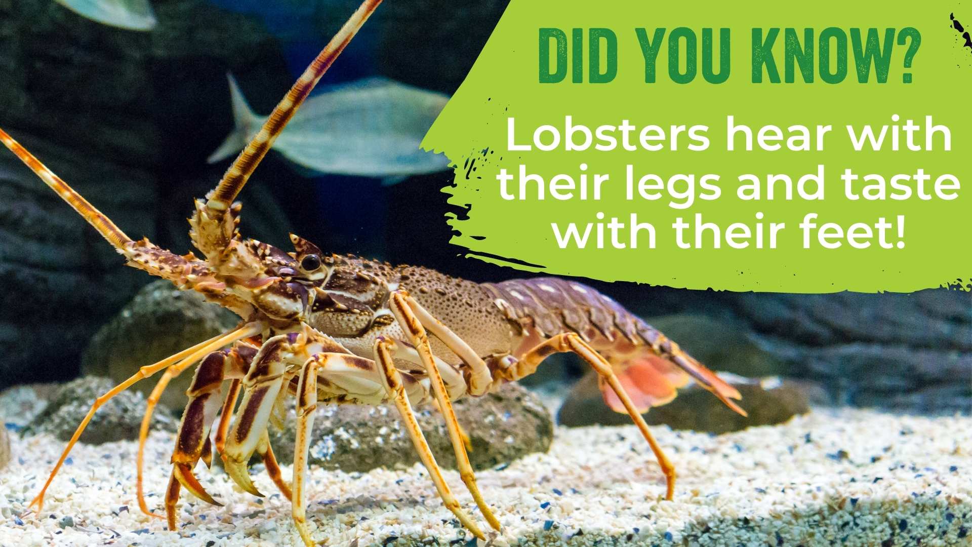 Lobsters hear with their legs and taste with their feet!
