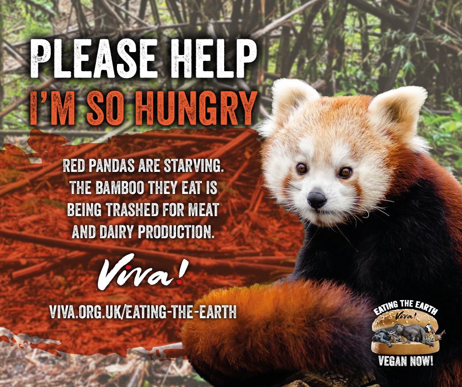 Red panda animal ambassador, text: "Please help I'm so hungry"