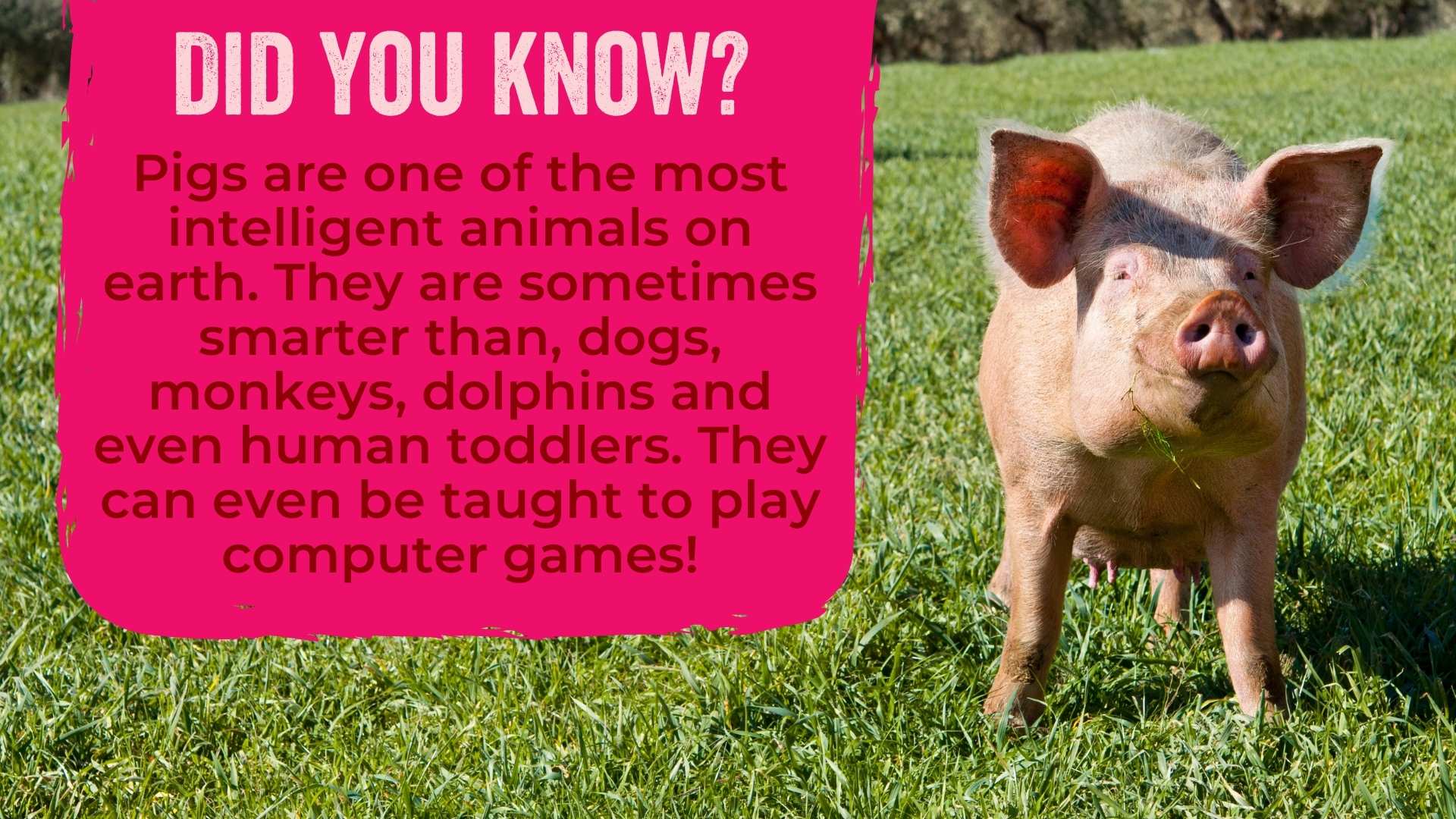 Pigs are one of the most intelligent animals on earth. They are sometimes smarter than, dogs, monkeys, dolphins and even human toddlers. They can even be taught to play computer games!