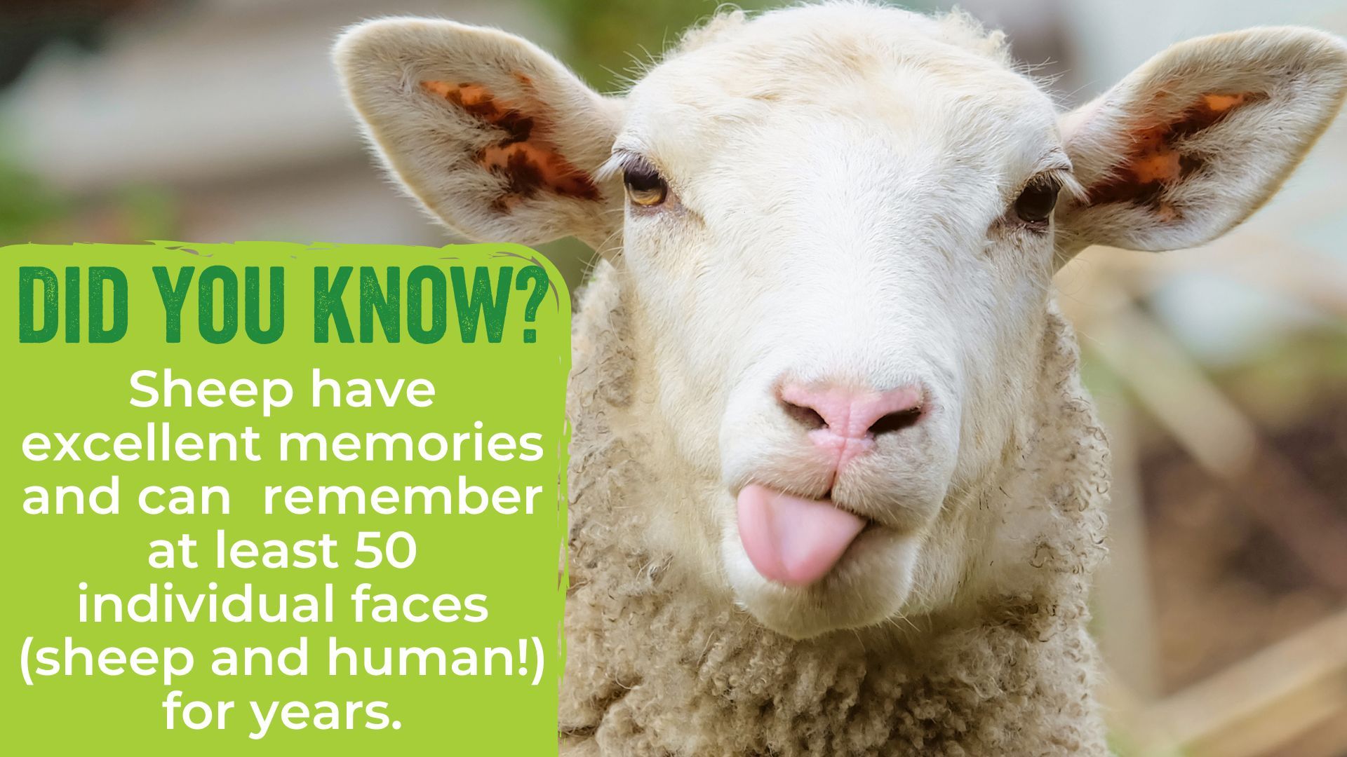 Sheep have excellent memories and can remember at least 50 individual faces (sheep and human!) for years.