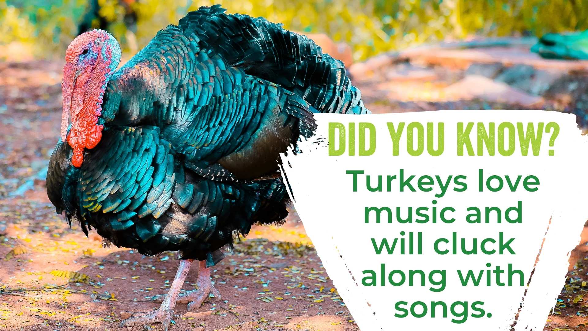 Turkeys love music and will cluck along with songs.