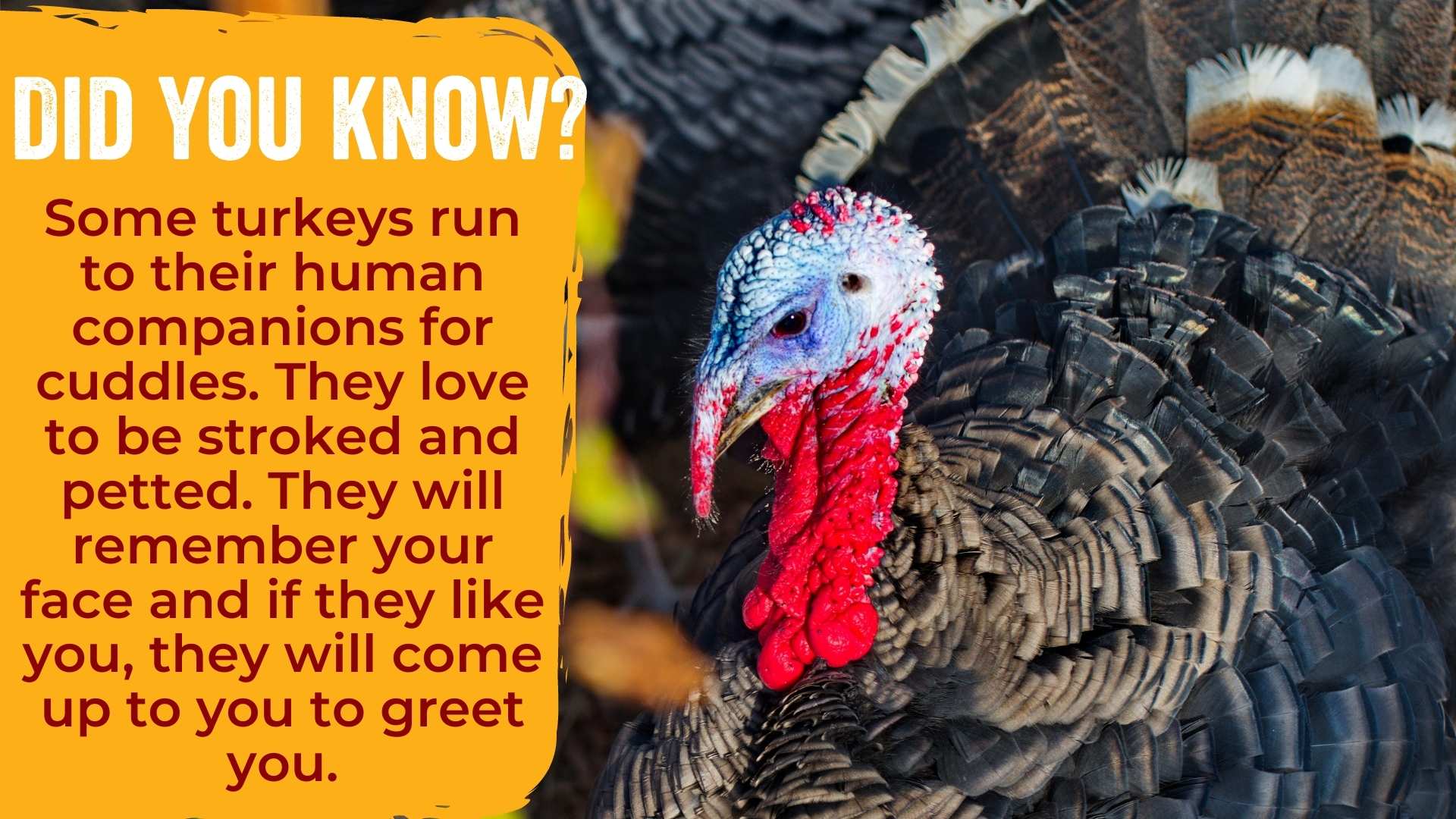 Some turkeys run to their human companions for cuddles. They love to be stroked and petted. They will remember your face and if they like you, they will come up to you to greet you.