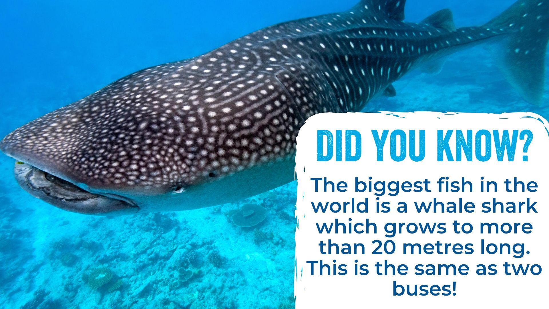 The biggest fish in the world is a whale shark which grows to more than 20 metres long. This is the same as two buses!