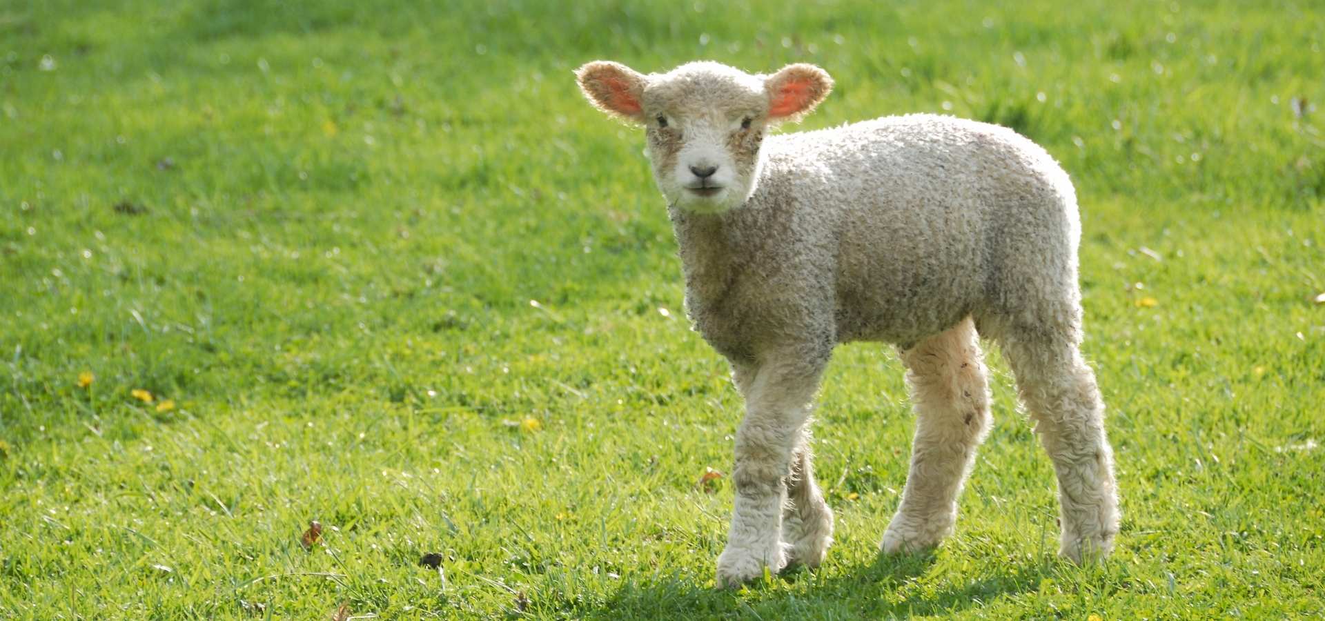 lamb in field