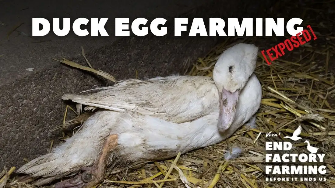 Duck egg farming exposed