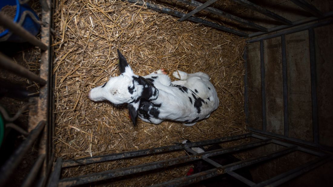 A bird's-eye view of a calf pen at Home Farm