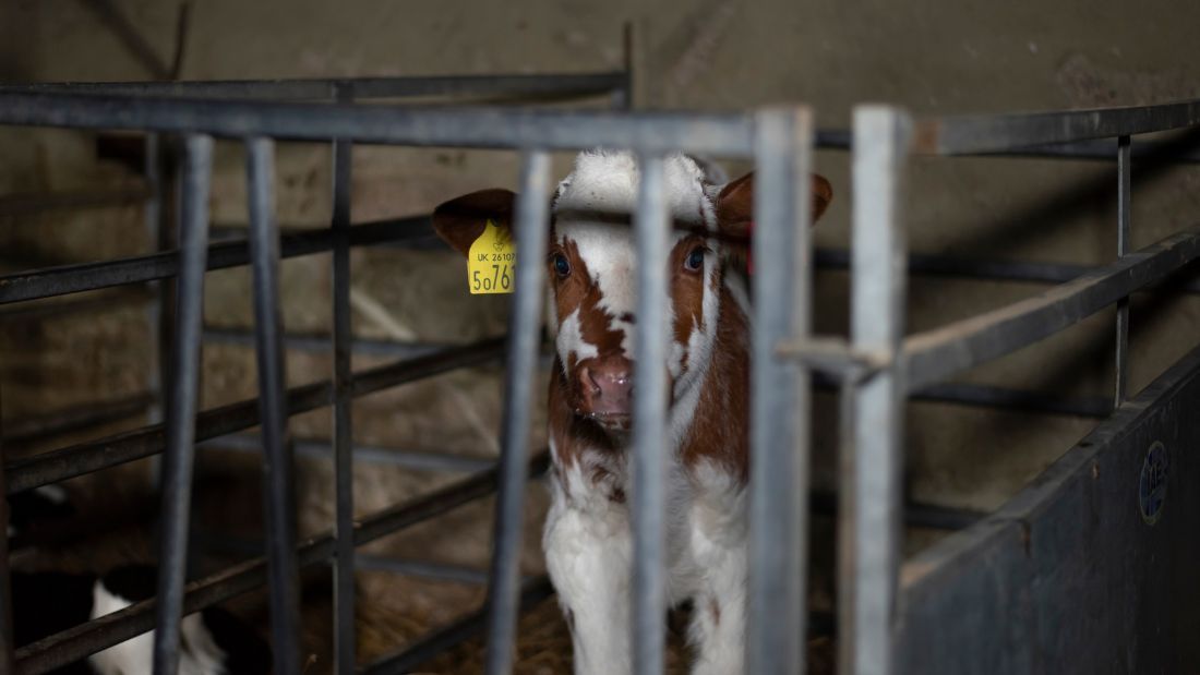 A calf looking through the bars of her pen at Home Farm