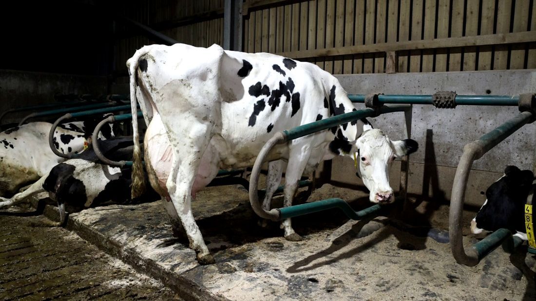 A severely emaciated cow at Home Farm